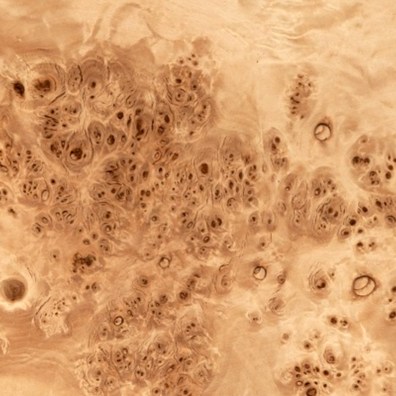 swatch of mappa burl wood, also known as black poplar burl, with contrasting light and dark birdseye burl wood figure